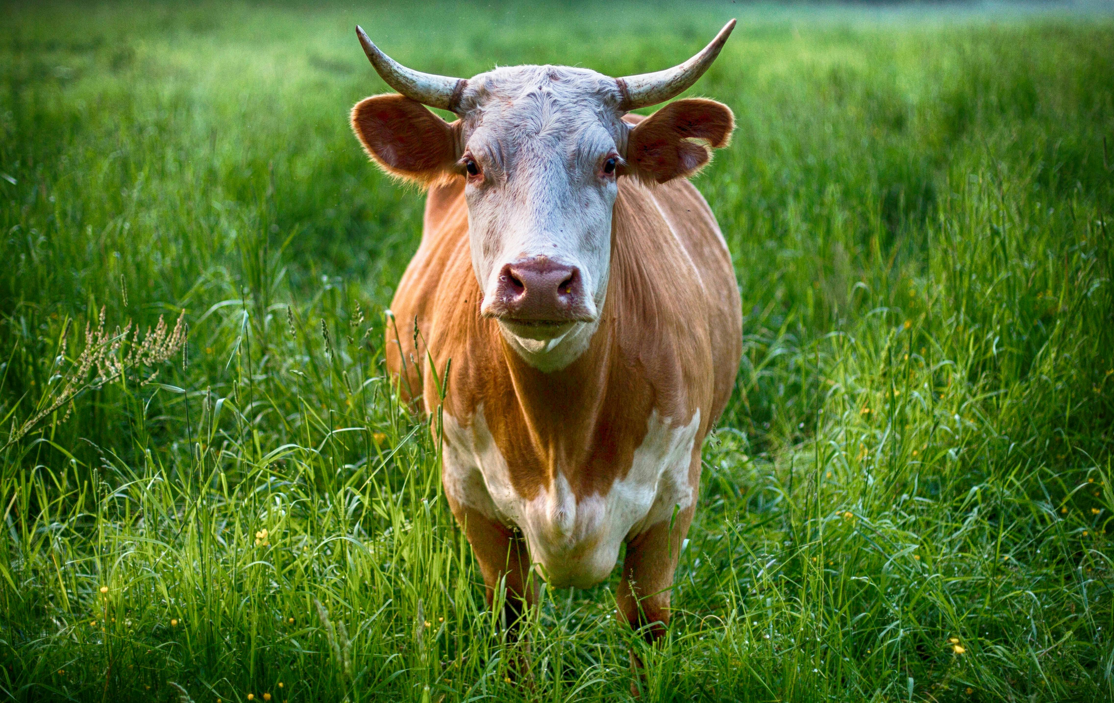 Beef cattle photo